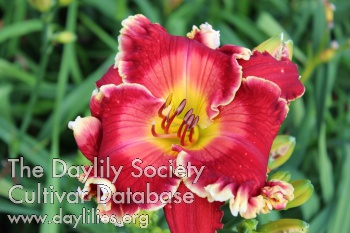Daylily Red Edition
